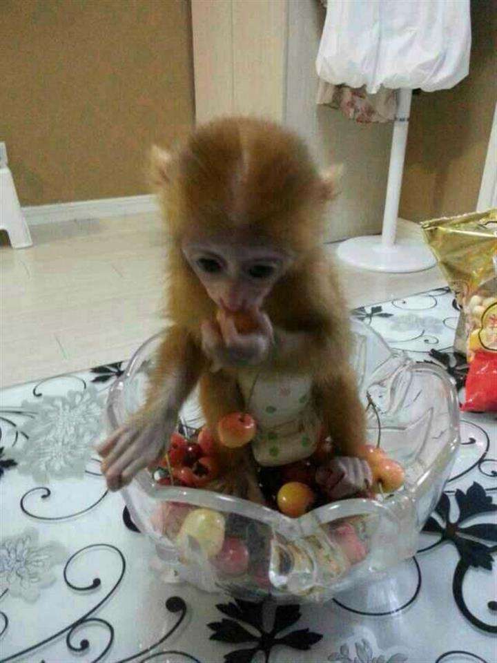 办新疆古结婚证